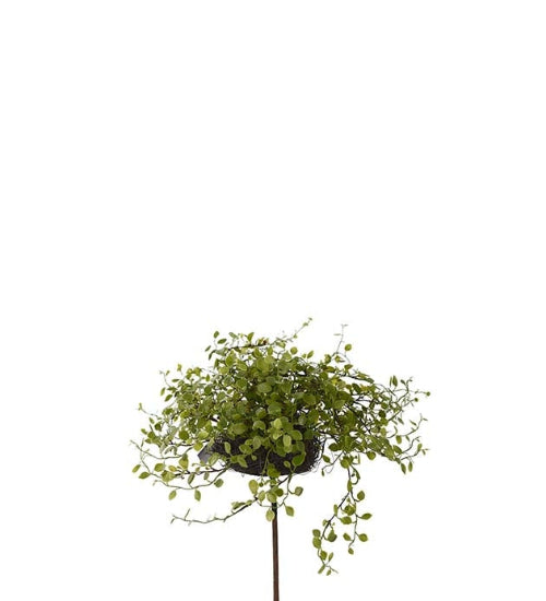 Muehlenbeckia plante