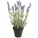 Ib Laursen: Lavendel i potte thumbnail