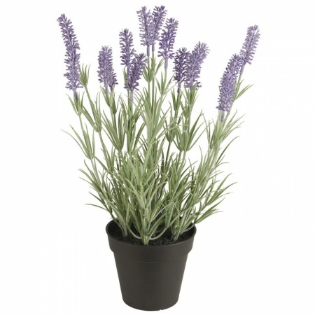 Ib Laursen: Lavendel i potte