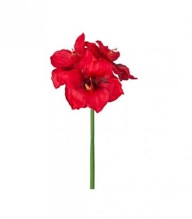 Amaryllis