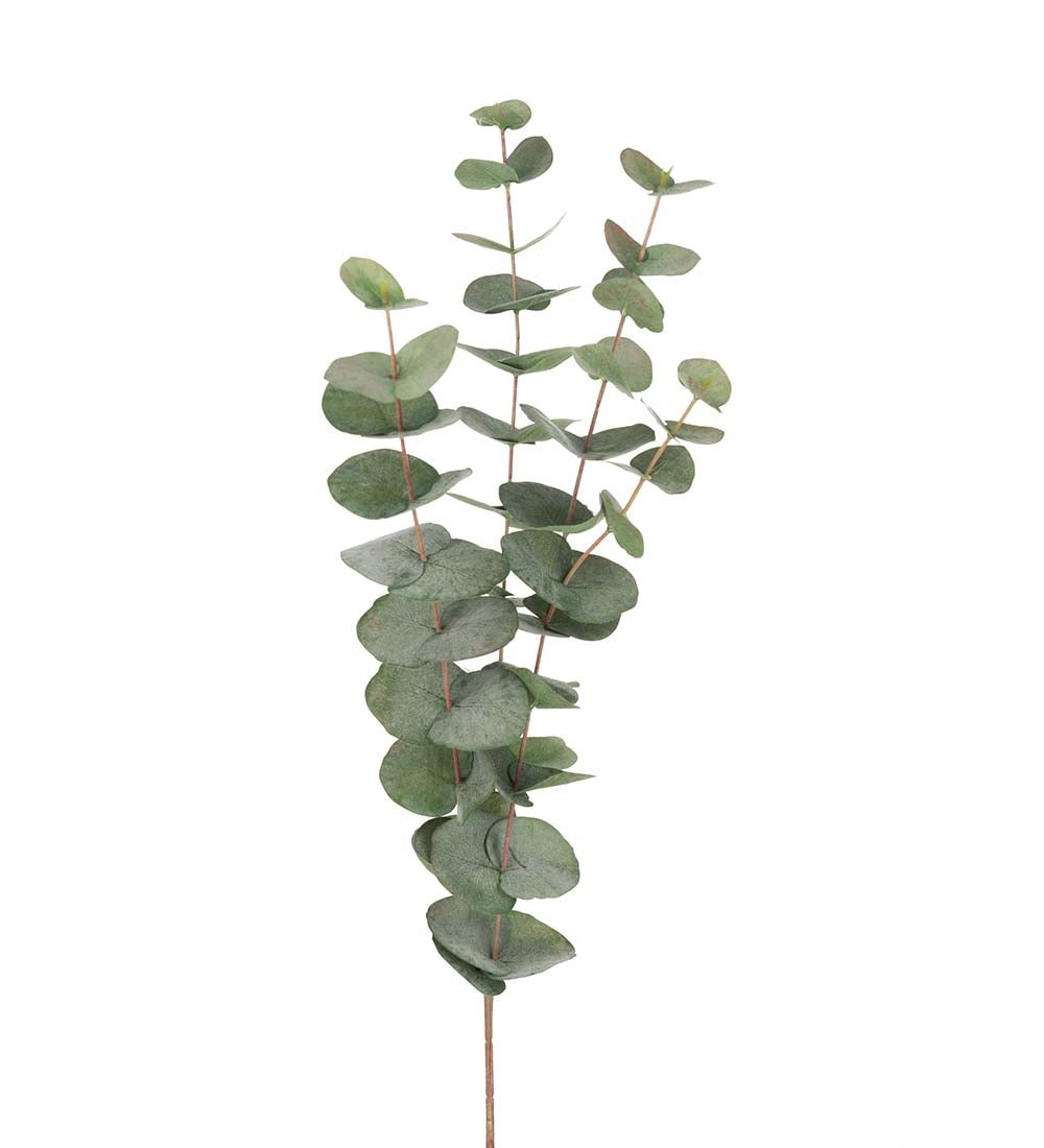 Eucalytus Gren