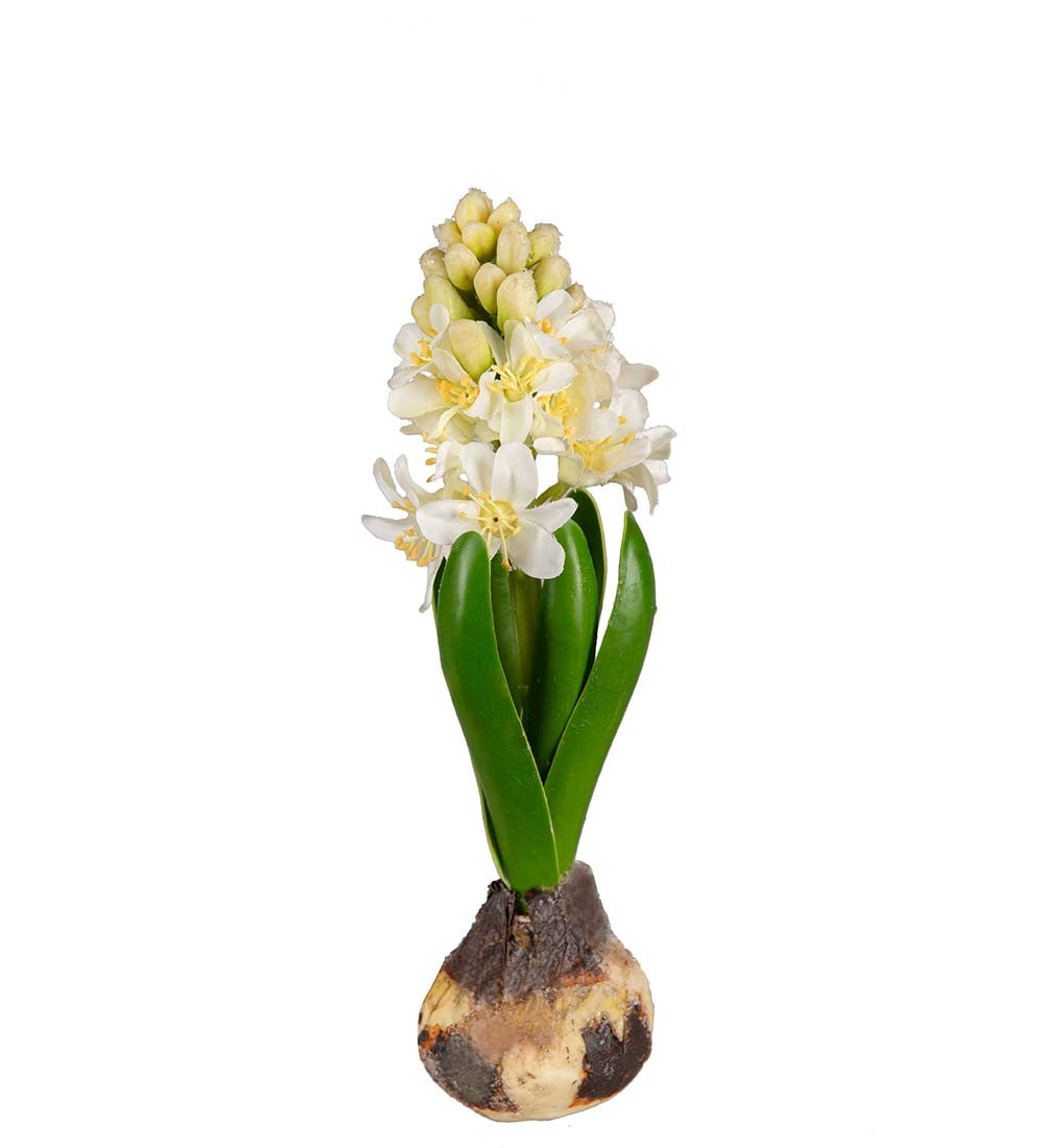 Svibel med hvit blomst