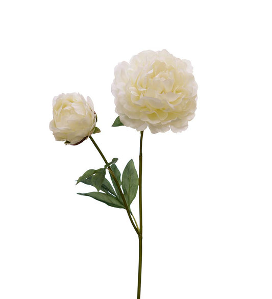 Pion 75 cm