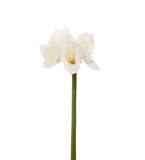 Amaryllis 60 cm