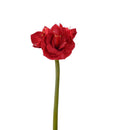 Last inn bildet i gallerivisningen, Amaryllis 60 cm
