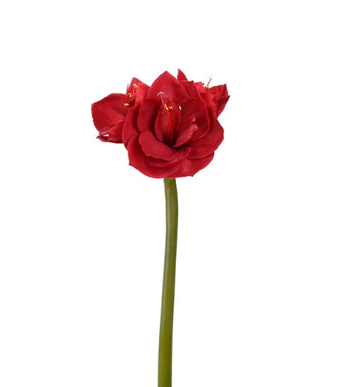Amaryllis 60 cm