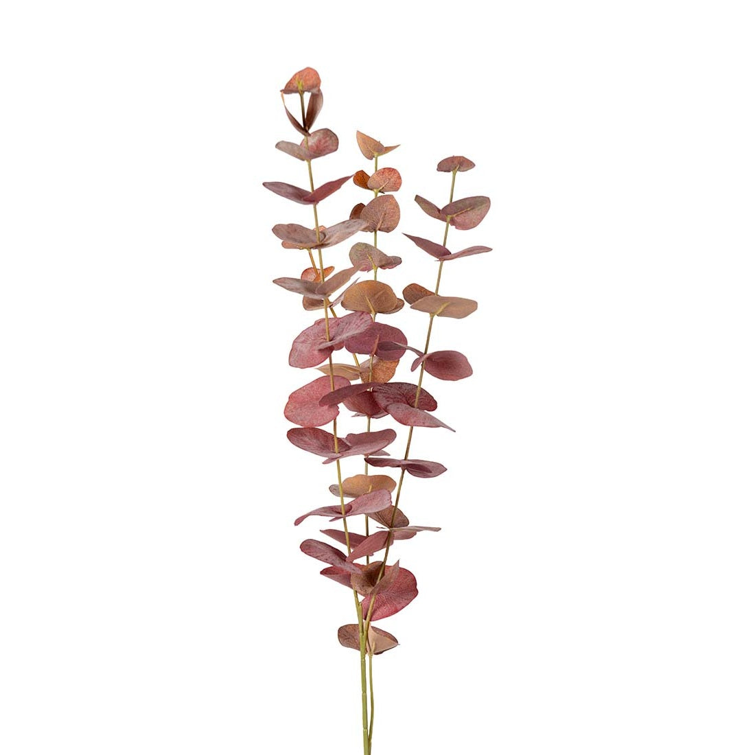 Eucalyptus burgunder 60 cm