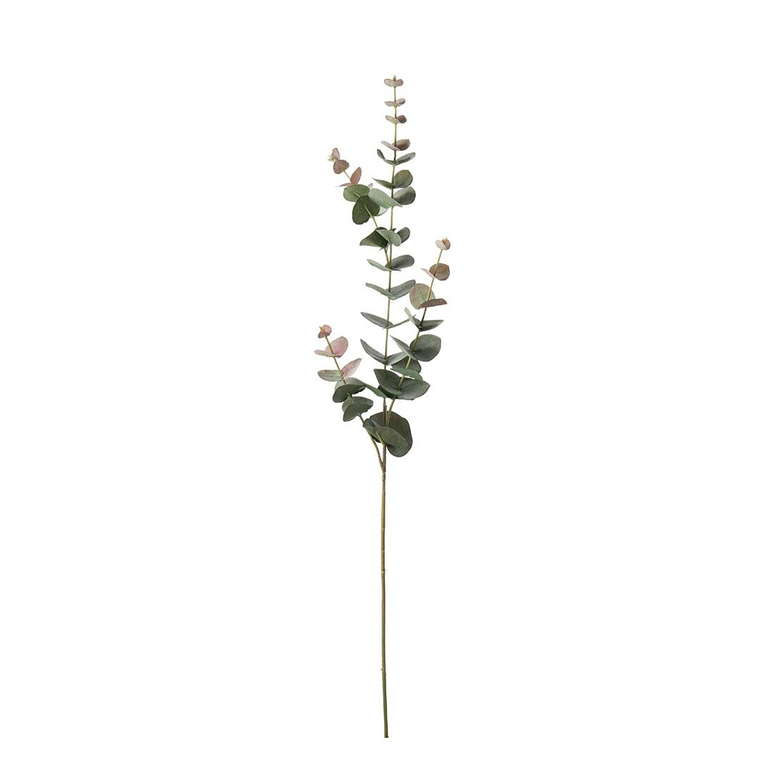 Eucalytus Gren 80 cm