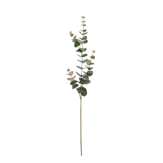 Eucalytus Gren 80 cm