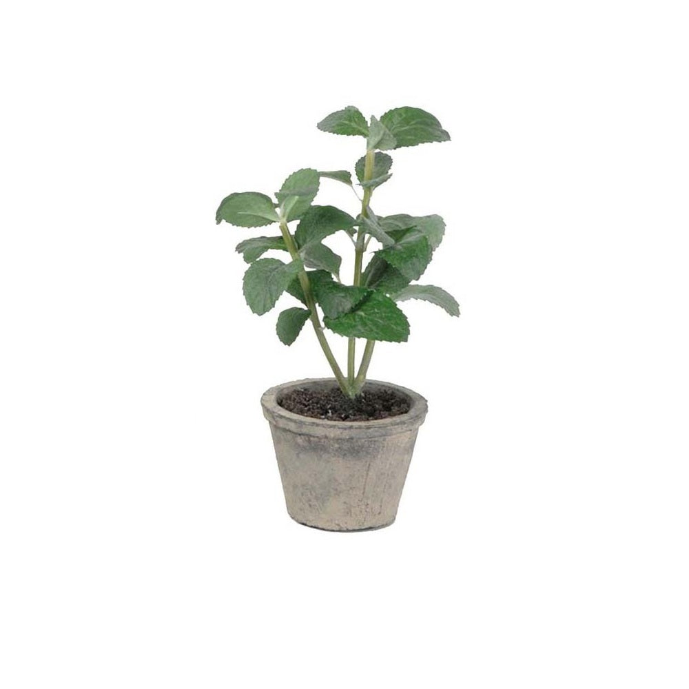 Krydderplante Mint