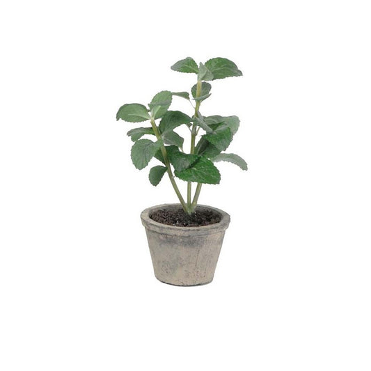 Krydderplante Mint