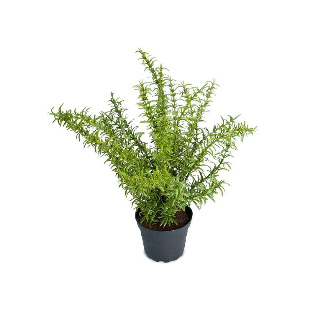 Krydderplante rosmarin