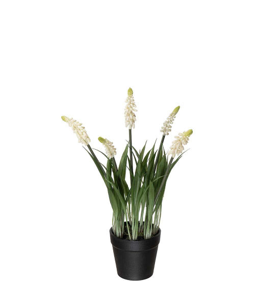 Perlehyacint hvit 28 cm