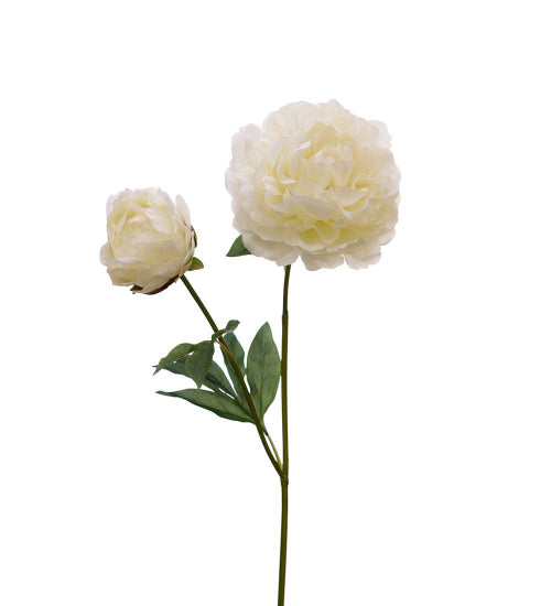 Pion 75 cm