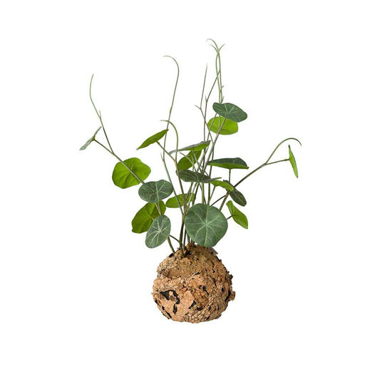 Stephania - Dekorplante