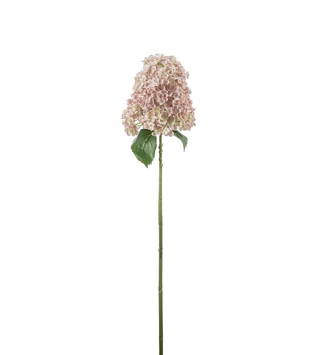 Syrenhortensia
