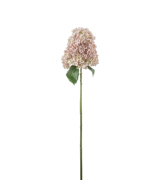 Syrenhortensia